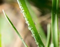 Drops of dew on the green grass. close Royalty Free Stock Photo