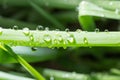 Drops of dew on the green grass. close Royalty Free Stock Photo