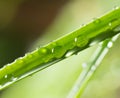 Drops of dew on the green grass. close Royalty Free Stock Photo