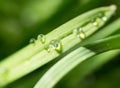 Drops of dew on the green grass. close Royalty Free Stock Photo