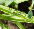 Drops of dew on the green grass. close Royalty Free Stock Photo