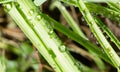 Drops of dew on the green grass. close Royalty Free Stock Photo