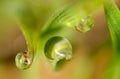 Drops of dew on the green grass. macro Royalty Free Stock Photo
