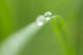 Drops of dew on the green grass. macro Royalty Free Stock Photo