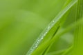 Drops of dew on the green grass. Macro Royalty Free Stock Photo