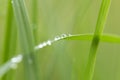 Drops of dew on the green grass. Macro Royalty Free Stock Photo