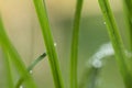 Drops of dew on the green grass. Macro Royalty Free Stock Photo