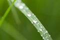 Drops of dew on the green grass. Macro Royalty Free Stock Photo