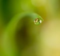 Drops of dew on the green grass. macro Royalty Free Stock Photo