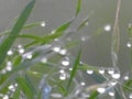 Drops of dew on a green grass. Morning light. Close up of fresh thick grass with water drops in the early morning Royalty Free Stock Photo