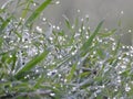 Drops of dew on a green grass. Morning light. Close up of fresh thick grass with water drops in the early morning Royalty Free Stock Photo