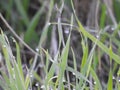 Drops of dew on a green grass. Morning light. Close up of fresh thick grass with water drops in the early morning Royalty Free Stock Photo