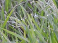 Drops of dew on a green grass. Morning light. Close up of fresh thick grass with water drops in the early morning Royalty Free Stock Photo