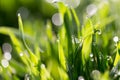 Drops of dew on the green grass in nature. macro Royalty Free Stock Photo