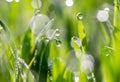 Drops of dew on the green grass in nature. macro Royalty Free Stock Photo