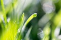 Drops of dew on the green grass in nature. macro Royalty Free Stock Photo