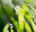 Drops of dew on the green grass in nature. macro Royalty Free Stock Photo