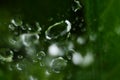 Drops Of Dew On The Green Grass. Raindrops On Green Leaves. Water Drops. Macro Photo