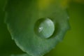 Drops Of Dew On The Green Grass. Raindrops On Green Leaves. Water Drops. Macro Photo