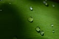 Drops of dew on the green grass. Raindrops on green leaves. Water drops. Macro photo Royalty Free Stock Photo