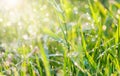 Drops of dew on green grass with sunny bokeh Royalty Free Stock Photo