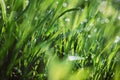 Drops of dew on the green grass on a sunny morning. Natural floral texture background. Selective focus, shallow depth of field. Royalty Free Stock Photo