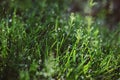 Drops of dew on the green grass on a sunny morning. Natural floral texture background. Selective focus, shallow depth of field. Royalty Free Stock Photo