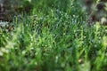 Drops of dew on the green grass on a sunny morning. Natural floral texture background. Selective focus, shallow depth of field. Royalty Free Stock Photo