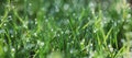 Drops of dew on the green grass on a sunny morning. Natural floral texture background. Selective focus, shallow depth of field. Royalty Free Stock Photo