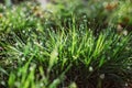 Drops of dew on the green grass on a sunny morning. Natural floral texture background. Selective focus, shallow depth of field. Royalty Free Stock Photo