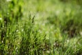 Drops of dew on the green grass on a sunny morning. Natural floral texture background. Selective focus, shallow depth of field. Royalty Free Stock Photo