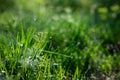 Drops of dew on the green grass on a sunny morning. Natural floral texture background. Selective focus, shallow depth of field. Royalty Free Stock Photo