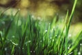 Drops of dew on the green grass on a sunny morning. Natural floral texture background. Selective focus, shallow depth of field. Royalty Free Stock Photo