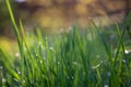 Drops of dew on the green grass on a sunny morning. Natural floral texture background. Selective focus, shallow depth of field. Royalty Free Stock Photo