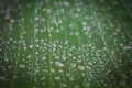 Drops of dew on green leaf. Water draps on banana leaf. Green leaf with dew. Nature after rain, close up. Freshness concept.