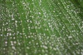 Drops of dew on green leaf. Water draps on banana leaf. Green leaf with dew. Nature after rain, close up. Freshness concept. Royalty Free Stock Photo