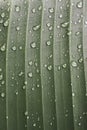 Drops of dew on green leaf. Water draps on banana leaf. Green leaf with dew. Nature after rain, close up. Freshness concept.