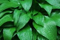 Drops of dew on a green leaf. Wet foliage as a background Royalty Free Stock Photo