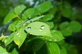 Drops of dew in the green leaves. Beautiful nature background with morning fresh drops of transparent rain water on a green leaf Royalty Free Stock Photo