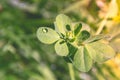 Drops of dew on green leaves of clover in the rays of the morning sun