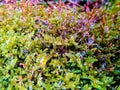 drops of dew on the green moss Royalty Free Stock Photo
