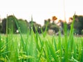 Drops of dew on a green paddy rice in the moring