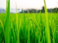 Drops of dew on a green paddy rice in the moring