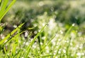 Drops of dew on the green young grass, blurred background Royalty Free Stock Photo