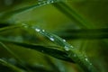 Drops dew on leaf