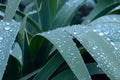 Drops of dew on the leaves of Iris Royalty Free Stock Photo