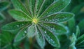 Drops of dew on the leaves of a lupine flower. Natural fresh green background. Spray of rain in the early morning in the meadow Royalty Free Stock Photo