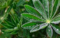 Drops of dew on the leaves of a lupine flower. Natural fresh green background. Spray of rain in the early morning in the meadow Royalty Free Stock Photo