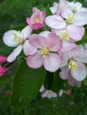 Drops of dew on pink spring flowers on tree Royalty Free Stock Photo