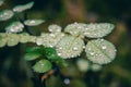 Macro picture of some drops of dew on a plant in Cortina D`Ampez Royalty Free Stock Photo